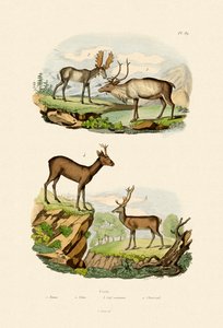 Deer